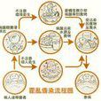 傳染效應 傳染效應