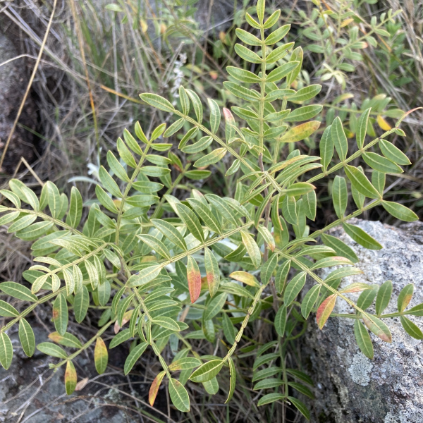 Schinus weinmanniifolia