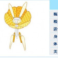 帕爾西絲 帕爾西絲