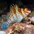 斑金魚翁 斑金魚翁