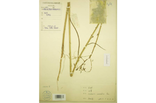 中國科學院植物研究所標本館收藏豆科植物模式標本圖錄