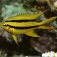 黑嘴雀魚 黑嘴雀魚