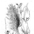 金縣芒 金縣芒