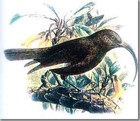 黑太平洋管舌鳥