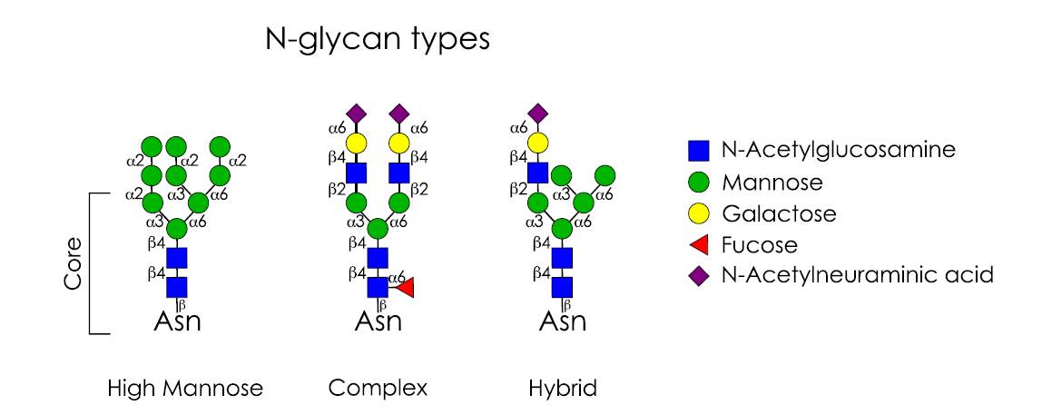 酵母和哺乳動物細胞中最終的N-糖結構