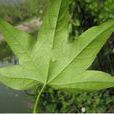 五裂槭(植物) 五裂槭(植物)