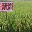 兩優818 兩優818