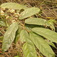 杜莖山(報春花目紫金牛科植物)