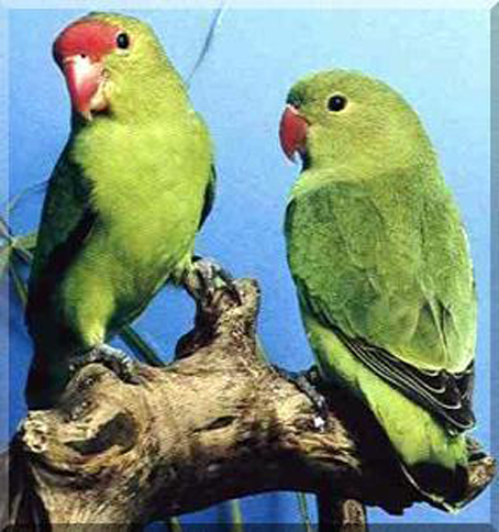 衣索比亞愛情鳥