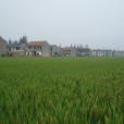 洙橋村(江蘇省太倉市洙橋村) 洙橋村(江蘇省太倉市洙橋村)