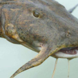 非洲猛魚 非洲猛魚