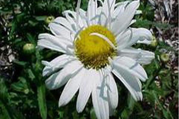 Leucanthemum × superbum \x27Starburst\x27 Leucanthemum × superbum \x27Starburst\x27