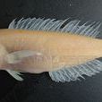 斑鰭馬頭魚 斑鰭馬頭魚