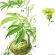 羅鍋底(植物)