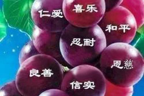結果子 結果子