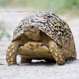 豹斑象龜