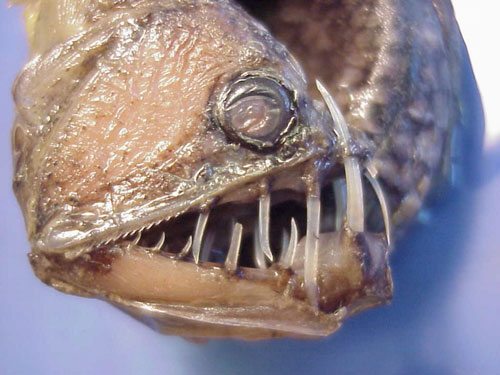毒蛇魚