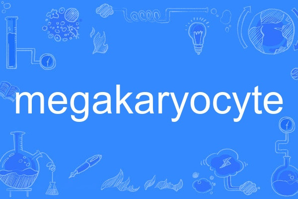 megakaryocyte megakaryocyte