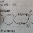 ASA-GSH 循環 ASA-GSH 循環