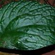 五膜草科 五膜草科