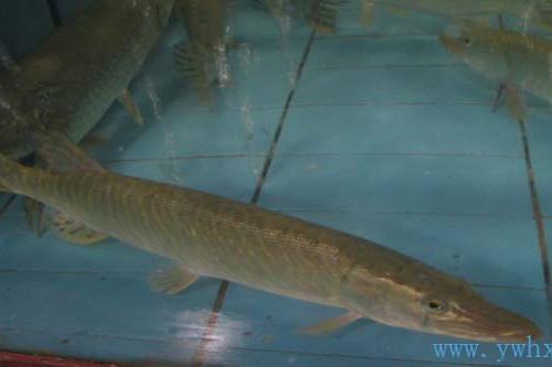 狗魚科