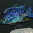 花天使(三湖慈鯛觀賞魚) 花天使(三湖慈鯛觀賞魚)