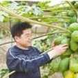 枯桃村 枯桃村