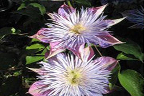 Clematis \x27Evipo038\x27 CRYSTAL FOUNTAIN