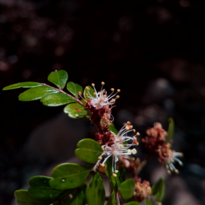 Cynometra abrahamii