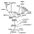 動物界(生物的一界) 動物界(生物的一界)