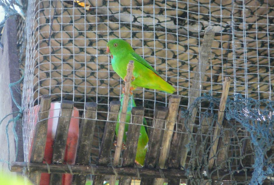 綠短尾鸚鵡