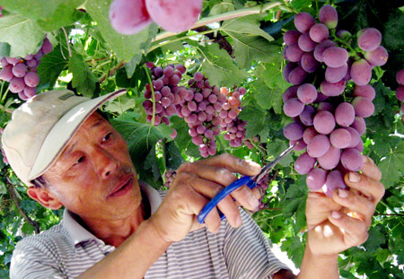 “紅提”葡萄大豐收