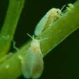 煙粉虱