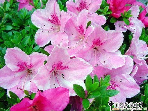 黏質杜鵑 黏質杜鵑