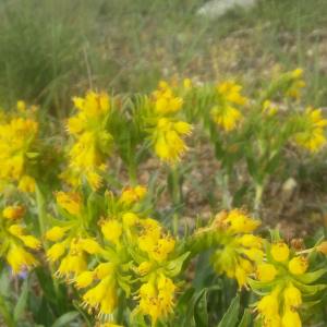 Moltkia aurea