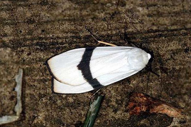 日土苔蛾 日土苔蛾