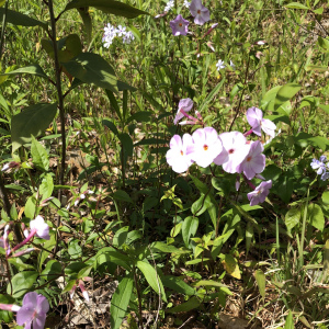 Phlox pulchra