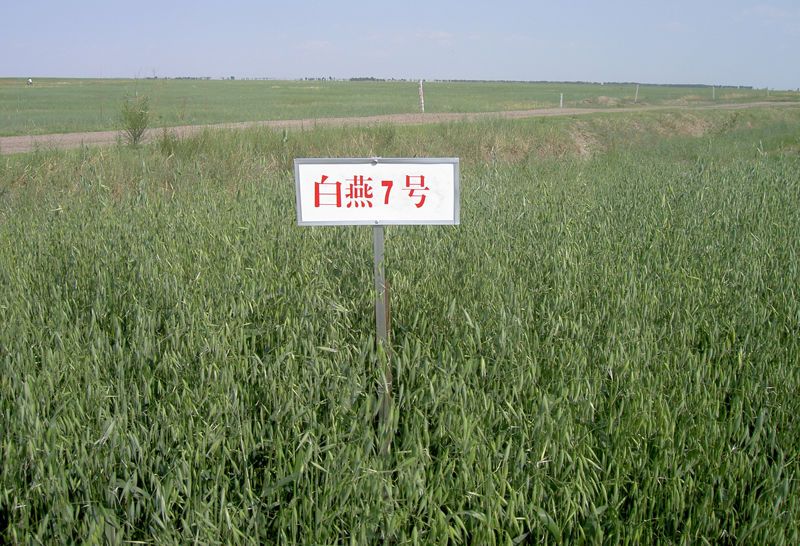 白燕11號 白燕11號