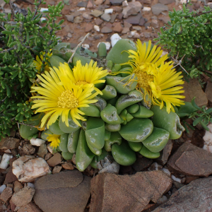 Glottiphyllum oligocarpum
