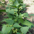 菜豆(Phaseolus vulgaris)