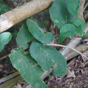 Ficus odorata
