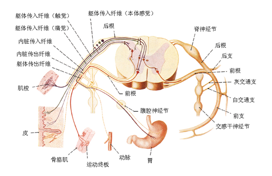 解剖學(脊神經的組成和分布模式)