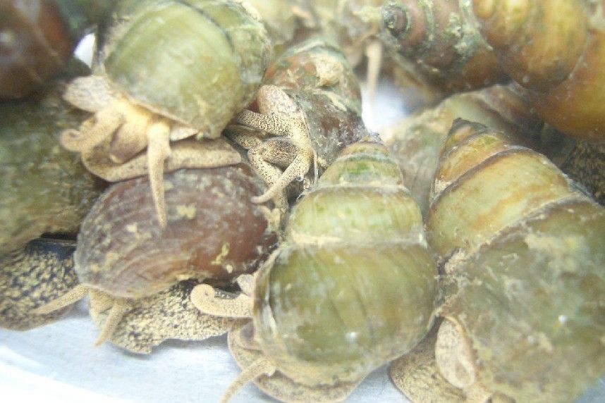 槲豆螺 槲豆螺
