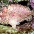 細斑躄魚