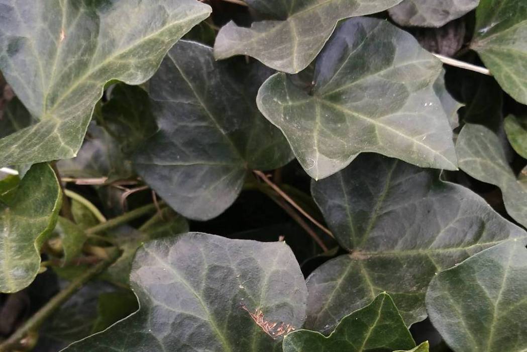 京核1號 京核1號
