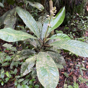 Conchocarpus ucayalinus