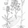 版納玉鳳花 版納玉鳳花