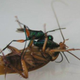 生物治蟲