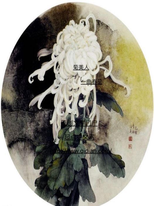 菊美人 菊美人
