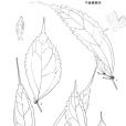苧麻樓梯草